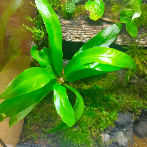 完成品！隠れ家つき苔テラリウム水槽、生体にも、グラステラリウムナノ