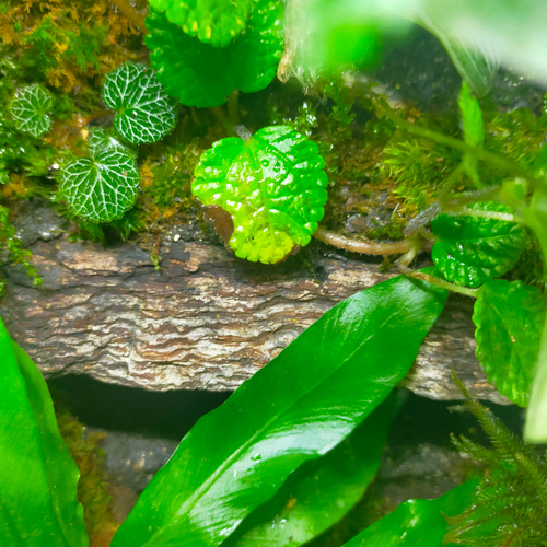 完成品！隠れ家つき苔テラリウム水槽、生体にも、グラステラリウムナノ