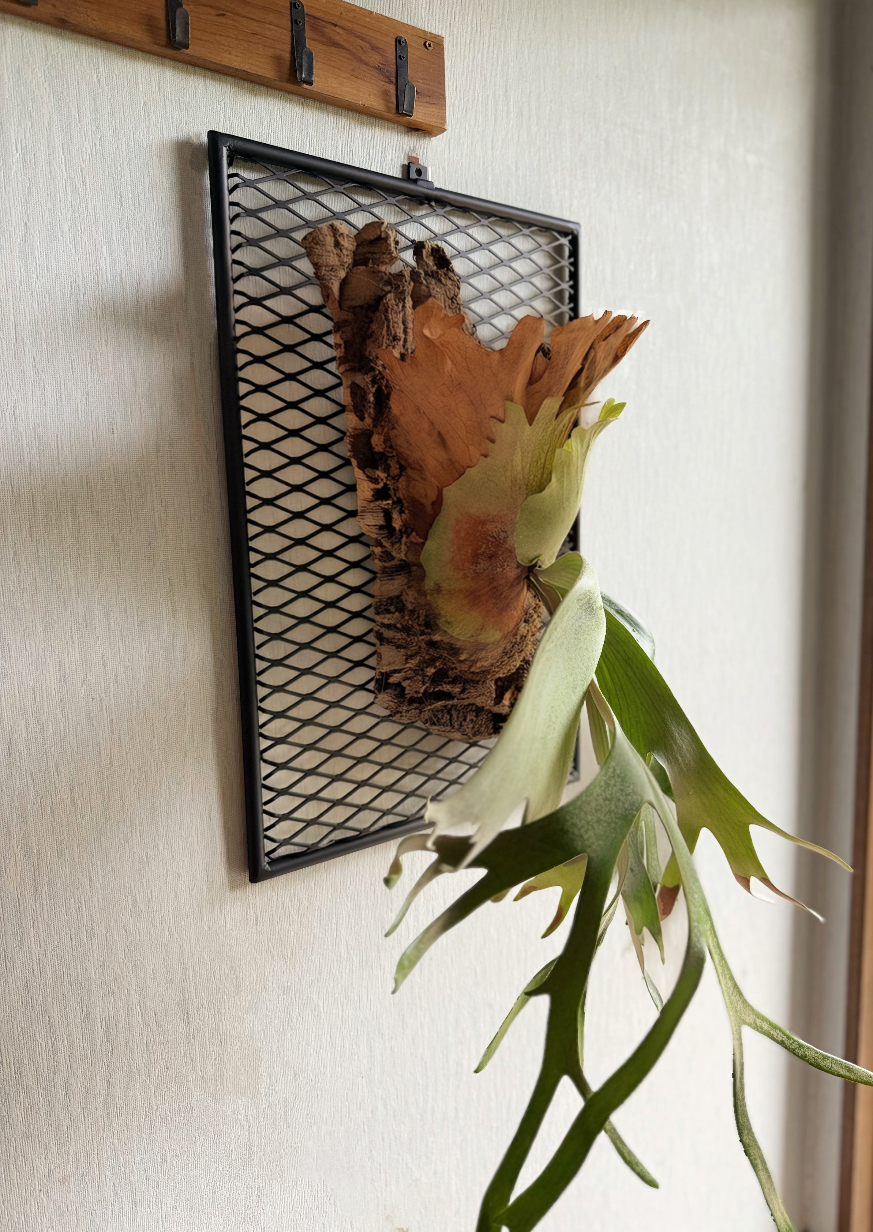 【中サイズ】ウォールラック　アイアン製　壁掛け