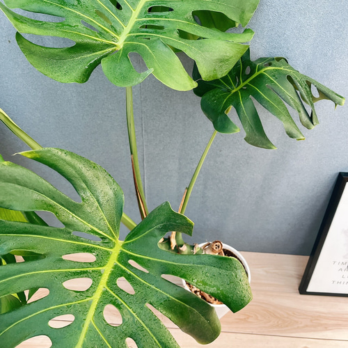 現品］10番 八丈島産 モンステラ デリシオーサ 幹上がり 7号 観葉植物