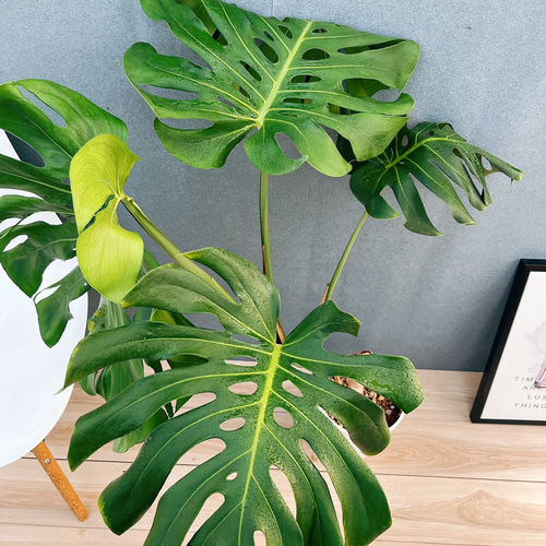 モンステラ デリシオーサ　幹上がり　八丈島産 現品］10番 八丈島産 モンステラ デリシオーサ 幹上がり 7号 観葉植物