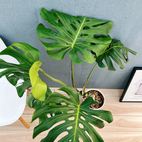 現品］10番 八丈島産 モンステラ デリシオーサ 幹上がり 7号 観葉植物