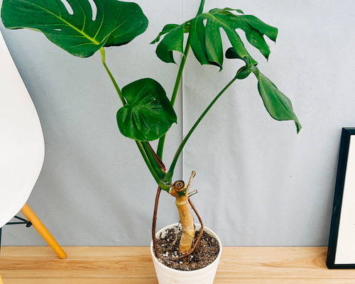 入荷‼︎ 【観葉植物】モンステラデリシオーサ83cm 観葉植物】モンステラ デリシオーサ 7号 鉢カラー/ブラック