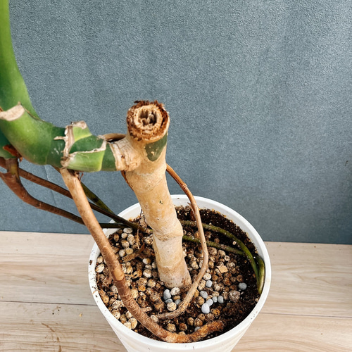 現品］10番 八丈島産 モンステラ デリシオーサ 幹上がり 7号 観葉植物