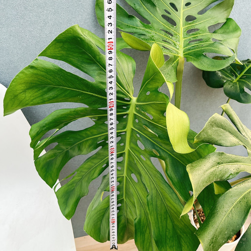 現品］10番 八丈島産 モンステラ デリシオーサ 幹上がり 7号 観葉植物