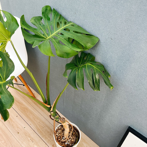 モンステラ デリシオーサ　幹上がり　八丈島産 現品］10番 八丈島産 モンステラ デリシオーサ 幹上がり 7号 観葉植物