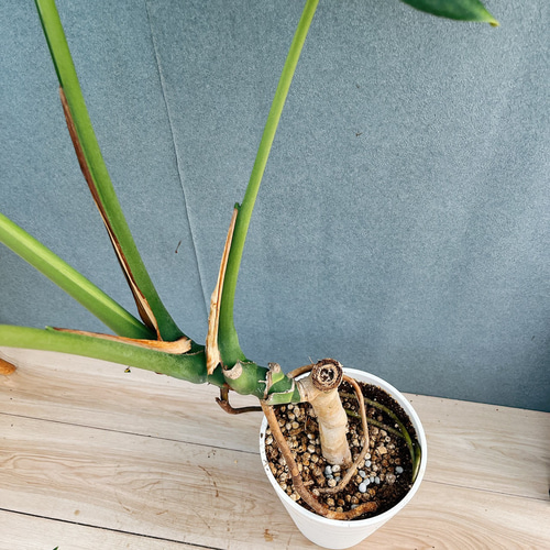 現品］10番 八丈島産 モンステラ デリシオーサ 幹上がり 7号 観葉植物