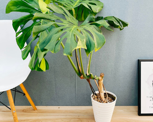 現品］10番 八丈島産 モンステラ デリシオーサ 幹上がり 7号 観葉植物