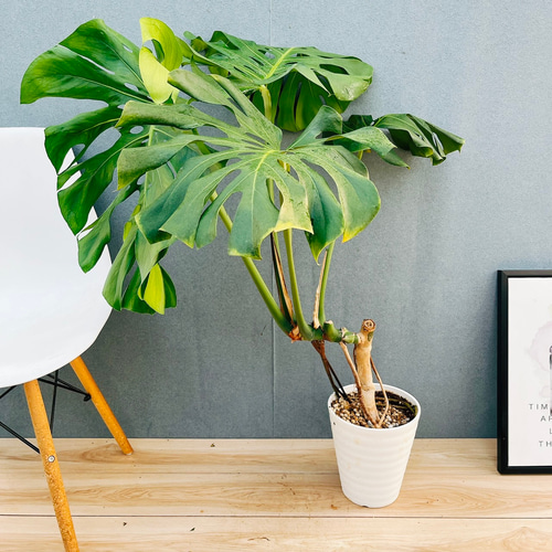 現品］10番 八丈島産 モンステラ デリシオーサ 幹上がり 7号 観葉植物