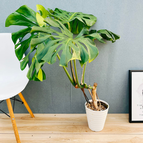 現品］10番 八丈島産 モンステラ デリシオーサ 幹上がり 7号 観葉植物