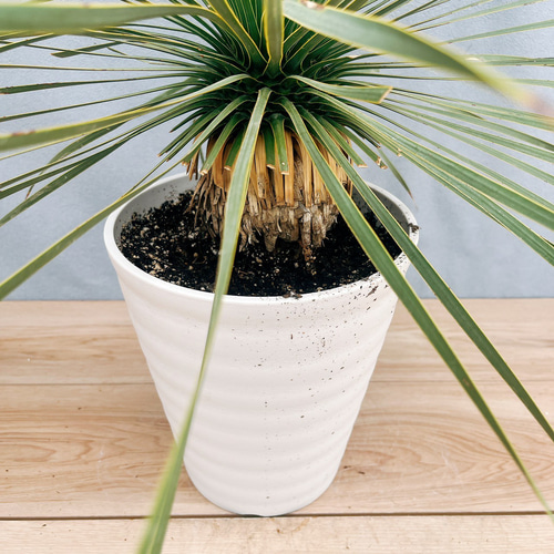 現品］30番 ユッカ ロストラータ サファイアスカイズ 7号 観葉植物