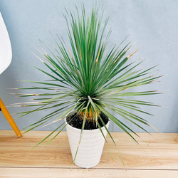 在庫］エスキナンサス マルモラタス 5号 観葉植物 室内 吊り下げ