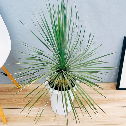 ユッカ ロストラータ 実生1 鉢付き ユッカ ロストラータ 実生1 鉢付き