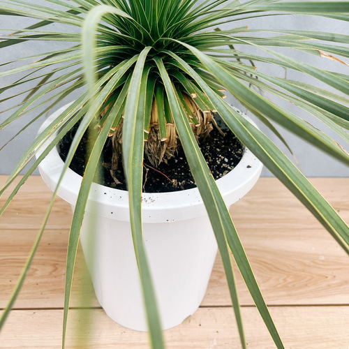 ユッカ ロストラータ サファイアスカイズ 7現 観葉植物 大型 ユッカ 6