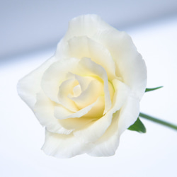 再販）枯れないラベンダー♪✿クレイフラワーNO.R4-3 アートフラワー