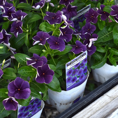 蒼*夢様 フラワーパニエ　ベースブラック×花ダークパープル　45cm ゆめかわ♡全7カラー フラワーオーガンジーパニエ suka5☆ | ゆめかわ