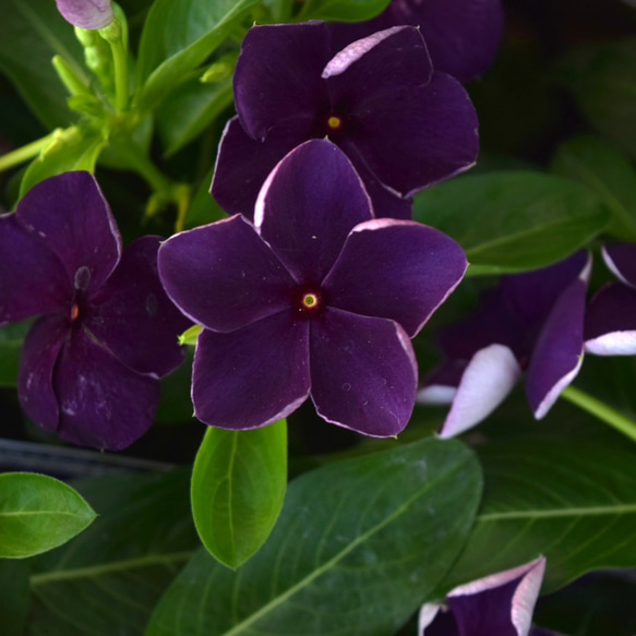 北島園芸さん】ニチニチソウ 「ブラックベリー」ビンカ 花苗 花 苗