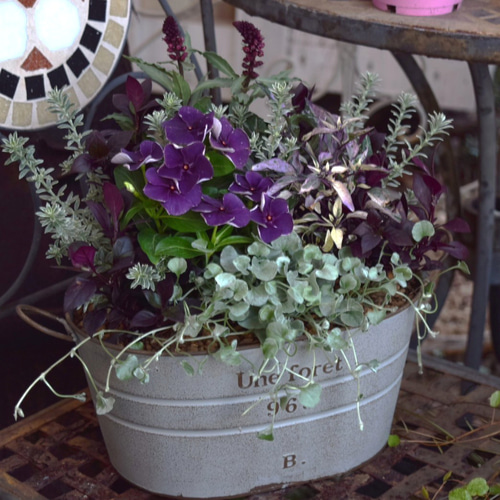 パープル＆グレー」大人のクールな寄せ植え※寄せ植えセット 花苗 苗 花