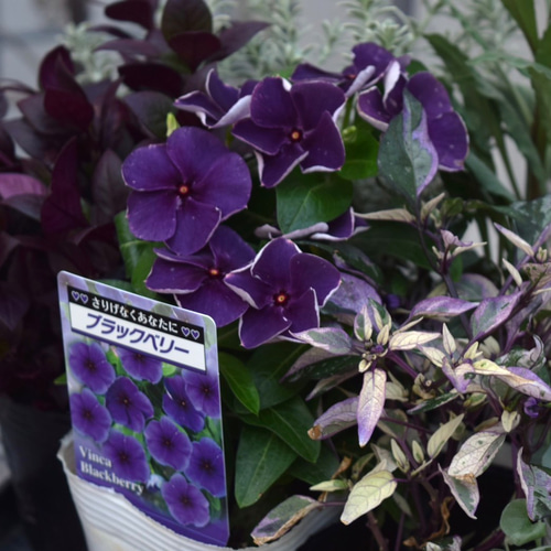 パープル＆グレー」大人のクールな寄せ植え※寄せ植えセット 花苗 苗 花