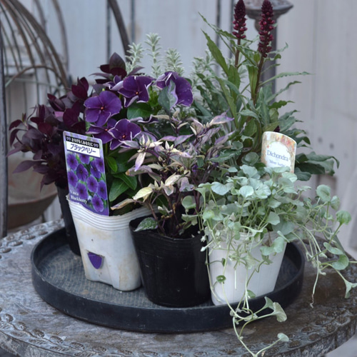 パープル＆グレー」大人のクールな寄せ植え※寄せ植えセット 花苗 苗 花