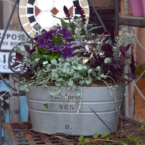 パープル＆グレー」大人のクールな寄せ植え※寄せ植えセット 花苗 苗 花