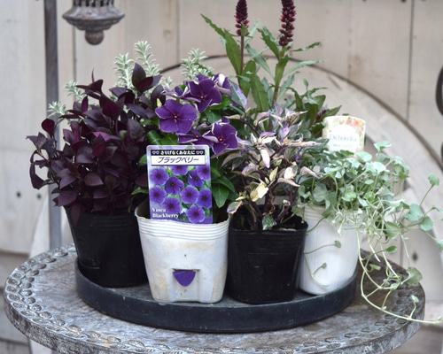 dc1c66070e82c277556a9586f4d352