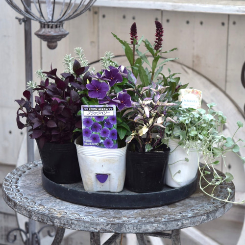 パープル＆グレー」大人のクールな寄せ植え※寄せ植えセット 花苗 苗 花