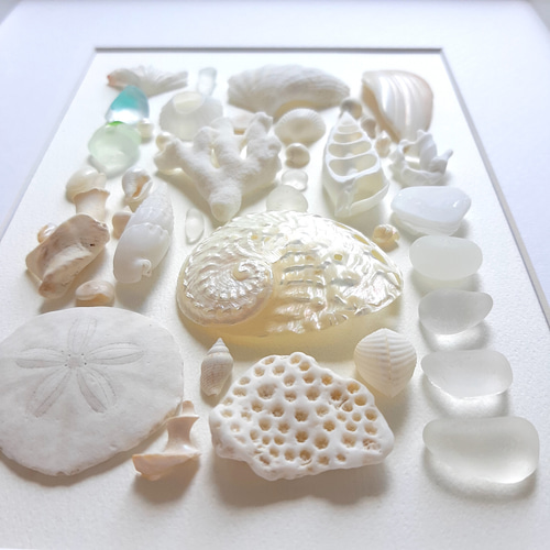 白蝶貝 貝殻 標本 薄白蝶貝、粗工（20g） - (株)箕輪漆行