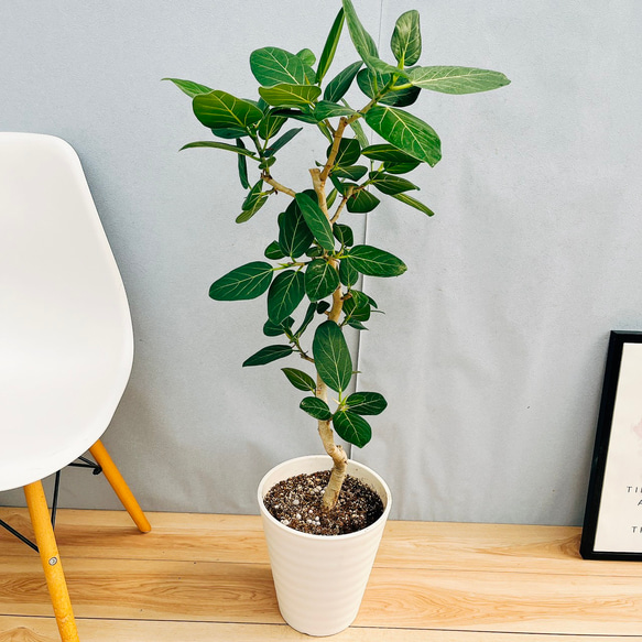 ファグラエア ベルテロアナ 曲がり 観葉植物 室内 インテリアグリーン