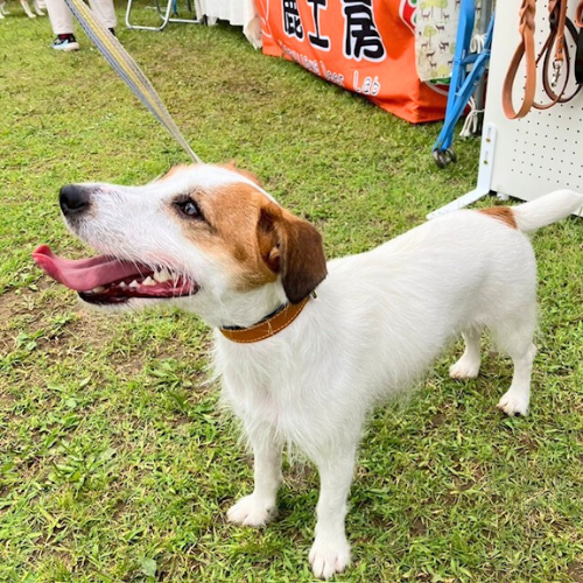 《名前入れ可能！》選べるサイズの本革犬・猫用首輪　(25㎜幅)　小型/中型/大型　【ドラーロ】 13枚目の画像