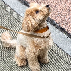 《名前入れ可能！》選べるサイズの本革犬・猫用首輪　(25㎜幅)　小型/中型/大型　【ドラーロ】 11枚目の画像