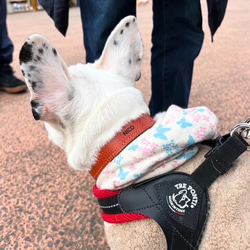 《名前入れ可能！》選べるサイズの本革犬・猫用首輪　(25㎜幅)　小型/中型/大型　【ドラーロ】 12枚目の画像