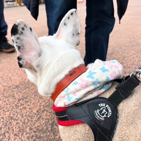 《名前入れ可能！》選べるサイズの本革犬・猫用首輪　(25㎜幅)　小型/中型/大型　【ドラーロ】 12枚目の画像