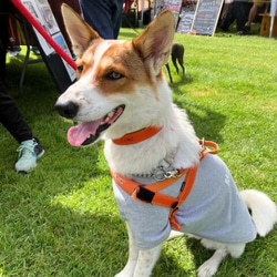 《名前入れ可能！》選べるサイズの本革犬・猫用首輪　(25㎜幅)　小型/中型/大型　【ブッテーロ】 12枚目の画像