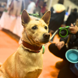 《名前入れ可能！》選べるサイズの本革犬・猫用首輪　(25㎜幅)　小型/中型/大型　【ブッテーロ】 14枚目の画像