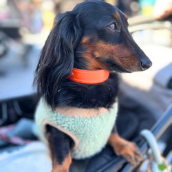 《名前入れ可能！》選べるサイズの本革犬・猫用首輪　(25㎜幅)　小型/中型/大型　【ブッテーロ】 11枚目の画像