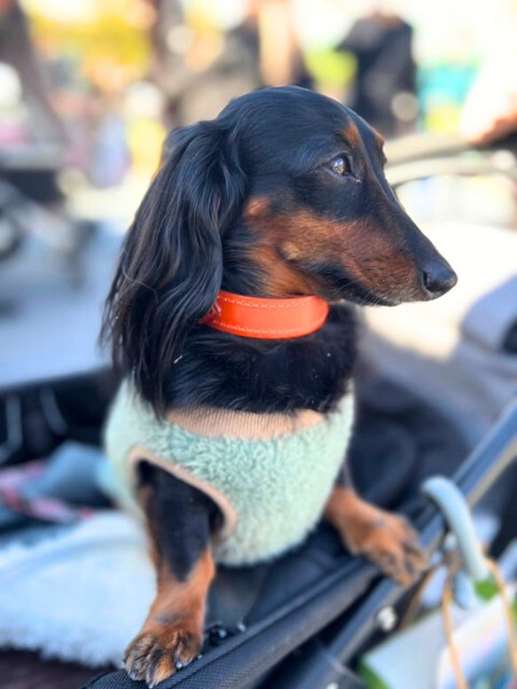 《名前入れ可能！》選べるサイズの本革犬・猫用首輪　(25㎜幅)　小型/中型/大型　【ブッテーロ】 11枚目の画像