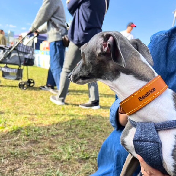 《名前入れ可能！》選べるサイズの本革犬・猫用首輪　(25㎜幅)　小型/中型/大型　【ブッテーロ】 13枚目の画像