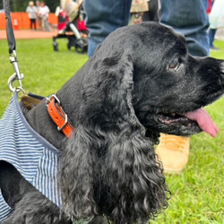 《名前入れ可能！》選べるサイズの本革犬・猫用首輪　(15㎜幅)小型/中型/大型　【ドラーロ】 13枚目の画像