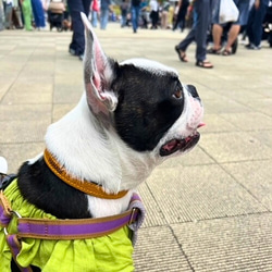 《名前入れ可能！》選べるサイズの本革犬・猫用首輪　(15㎜幅)小型/中型/大型　【ドラーロ】 12枚目の画像