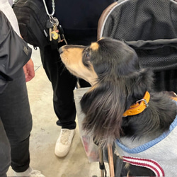《名前入れ可能！》選べるサイズの本革犬・猫用首輪　(15㎜幅)小型/中型/大型　【ブッテーロ】 13枚目の画像