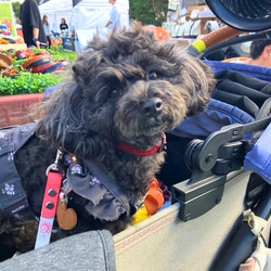《名前入れ可能！》選べるサイズの本革犬・猫用首輪　(15㎜幅)　小型/中型/大型　【ルガトショルダー】 19枚目の画像