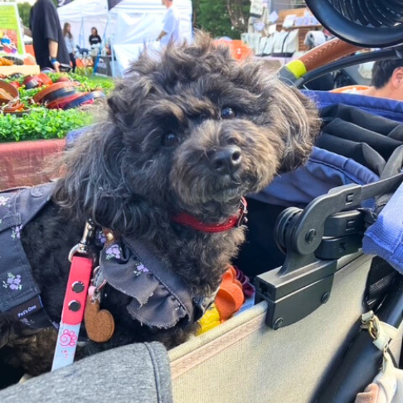 《名前入れ可能！》選べるサイズの本革犬・猫用首輪　(15㎜幅)　小型/中型/大型　【ルガトショルダー】 19枚目の画像