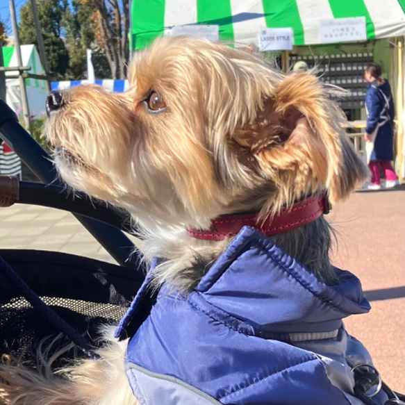 《名前入れ可能！》選べるサイズの本革犬・猫用首輪　(15㎜幅)　小型/中型/大型　【ルガトショルダー】 18枚目の画像