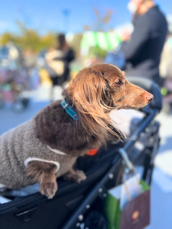 《名前入れ可能！》選べるサイズの本革犬・猫用首輪　(15㎜幅)　小型/中型/大型　【ルガトショルダー】 16枚目の画像