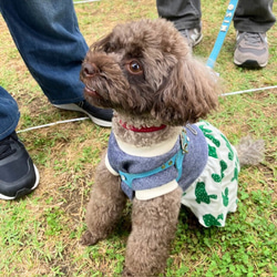 《名前入れ可能！》選べるサイズの本革犬・猫用首輪　(15㎜幅)　小型/中型/大型　【ルガトショルダー】 20枚目の画像