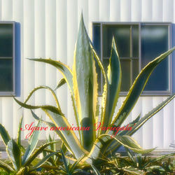 amさま専用【アガベ】【総柄斑入り】【耐寒性】【地植え】アメリカーナ錦 Amazon｜多肉植物 ：アガベ アメリカーナ錦 那智の輝き*｜観葉