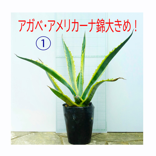 ⭕️大きめ⭕️アガベ　アメリカーナ 錦①　耐寒・耐暑性強い⭕️ドライガーデン ⭕️アガベ アメリカーナ バリエガータ② 大きめ❣️ 耐寒性