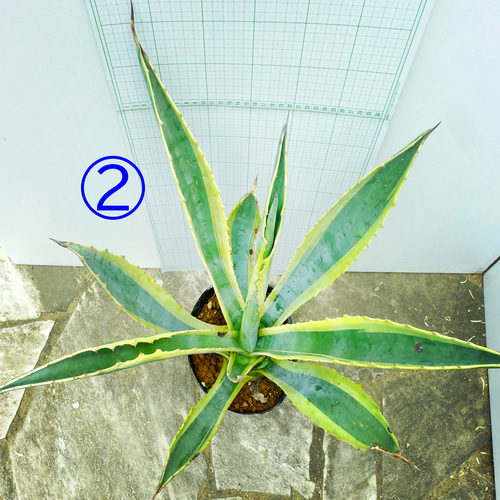 ⭕️アガベ アメリカーナ バリエガータ② 大きめ❣️ 耐寒性