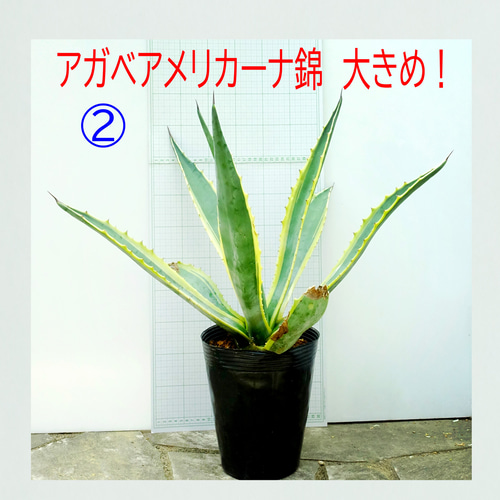 ⭕️アガベ アメリカーナ バリエガータ② 大きめ❣️ 耐寒性